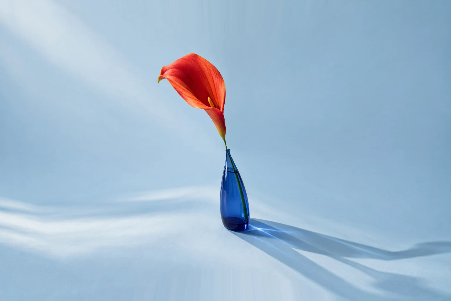 Red calla lily and blue vase pulled inward with a pinch distortion