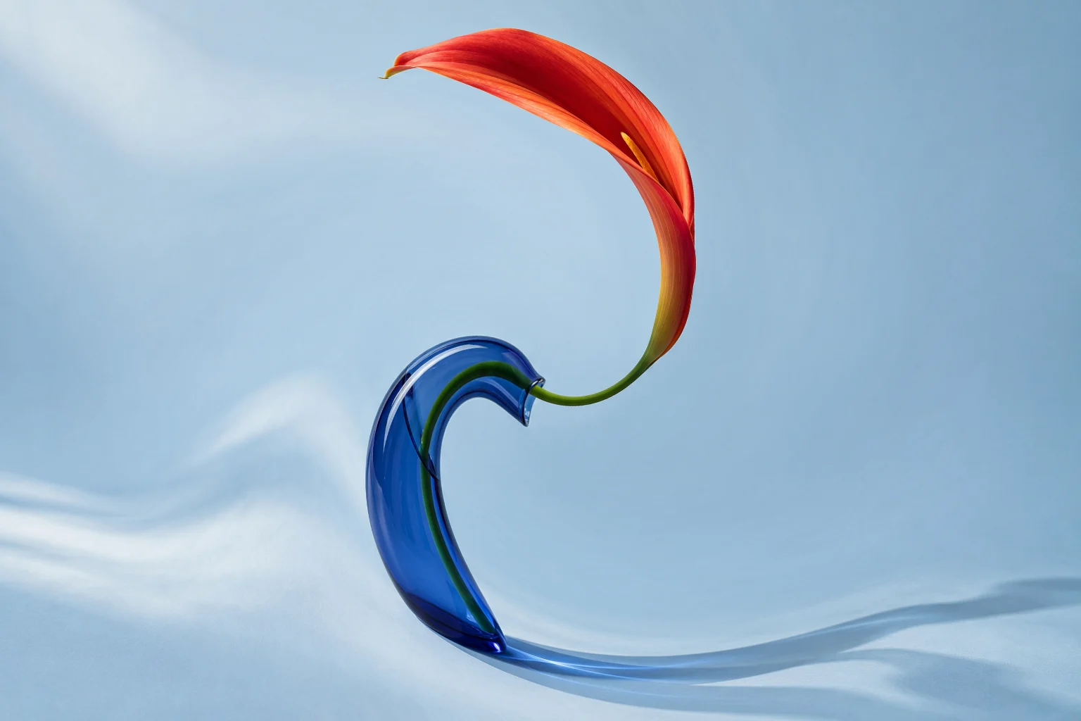 Red calla lily and blue vase twisted around its center